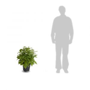 Framboisier idaeus Scepter/Pot de 5L - 40/60 cm