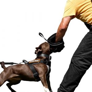 Dingo Gear Mini Manchette de Morsure en Nylcot Souple avec Poignée et Prise, Protection de Morsure pour IGP, K9, Sports Canins, Chiots, Formation de Jeunes Chiens, Noir, Niveau 1 - Débutant (S01961)