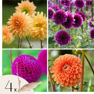 Dahlias - Set de 4 - Dahlia 'Bouqet Sunshine' - Bulbes &agrave; fleurs