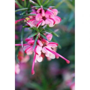 Grevillea 'rosa jenkinsii' taille du pot