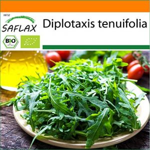 Image de Saflax BIO - Roquette sauvage - 1500 graines - Diplotaxis tenuifolia