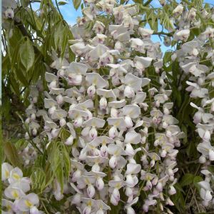 Glycine du Japon floribunda Lipstick/Godet - 5/20 cm