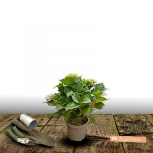 Hortensia macrophylla 'Julisa' COV/Pot de 1,5L - 20/40 cm