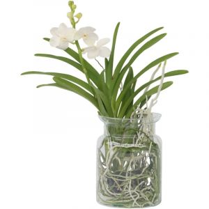 Vanda 'Bose' en vase - Orchidée - Blanc - Hauteur 45cm