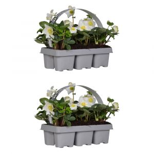 2x Lot de 6 Helleborus 'Christmas Carol' - Floraison d'hiver - Facile d'entretien - ⌀9 cm - ↕15-20 cm