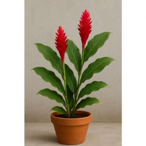 10 graines à semer - Le Grenier dAbondance - GINGEMBRE Sauvage rouge - Renealmia Alpinia