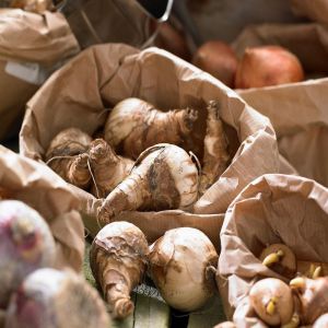 Mélange de bulbes pour le jardin - 25 pcs - Tulipa, Hyacinthus