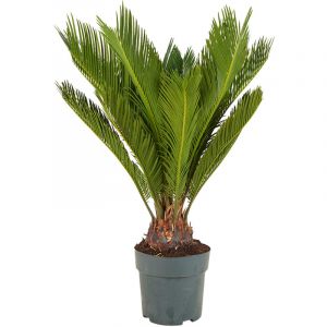 1x WL Cycas P17H65