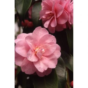 Camelia 'donation ' taille du pot - en p