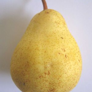 Image de Poirier Bon Chretien William/Pot de 12L - Gobelet 2 ans - 120/150 cm