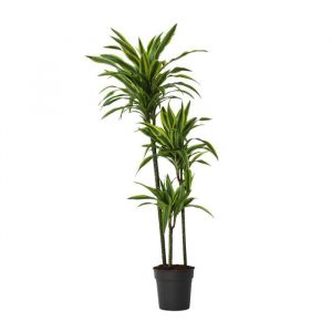 Dragonnier, Dracaena 'Lemon Lime', 130cm