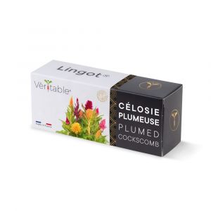 Veritable Lingot Célosie plumeuse - Recharge prête à l'emploi