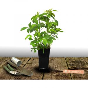 Framboisier idaeus Frambélise/Pot de 3L - 20/40 cm