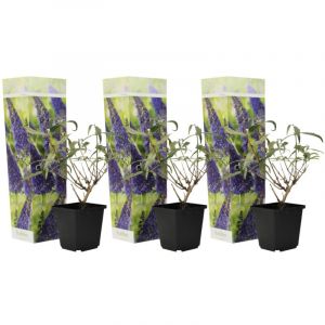 Plant In A Box - Arbustes &agrave; papillons - Buddleja Purple - Set de 3 - Pot 9cm - Hauteur 25-40cm - Violet