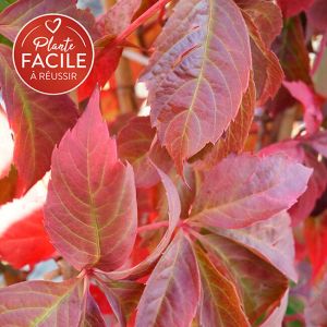 Vigne vierge quinquefolia 'Engelmannii'- parthenocissus 3L