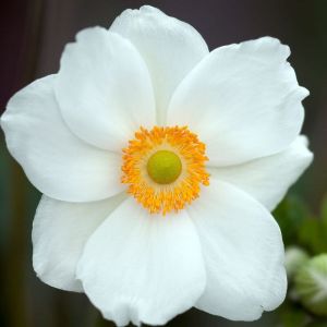 Anémone du Japon Honorine Jobert/Godet - 5/20 cm