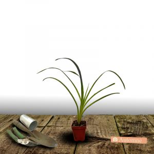 H&eacute;m&eacute;rocalle President Rice/Godet