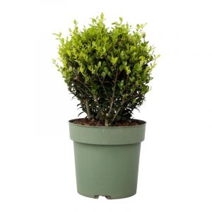 Plant In A Box - Ilex crenata forme boule - Houx japonais - Plante de jardin - ?17cm - H30-40cm - Blanc