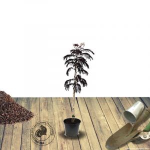 Arbre &agrave; soie Summer Chocolate/Pot de 4L - 40/60 cm