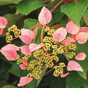 Hortensia grimpant Rose sensation 'Trarose'/Pot de 1,5L