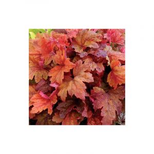 Heucherella Sweet Tea/Godet