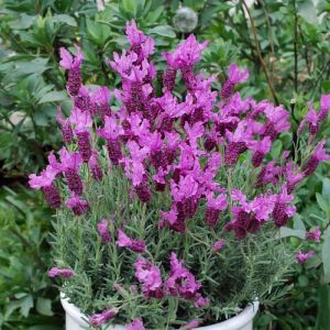 Lavande papillon The Princess Lavender 'IB910