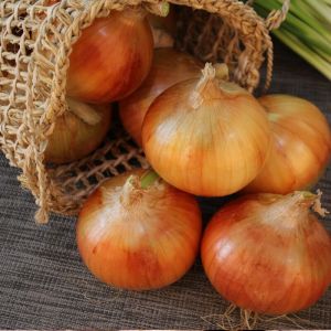 Plants d'oignons Jaune Paille des Vertus/Sachet de 250 grammes