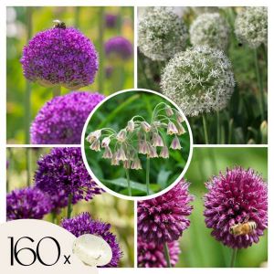 Plant In Box - Bulbes d'Allium 'oignons d'ornement' - mélange de 160