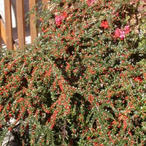 Image de Cotoneaster dammeri Skogholm/Godet - 5/20 cm