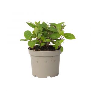 Hortensia - Hydrangea paniculata 'Magic Sunset' - Hauteur 25-40cm - ⌀19cm