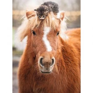 Ravensburger Puzzle 500 pi&egrave;ces : Le petit cavalier