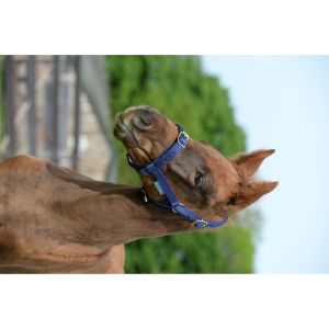 Licol pour cheval Bucas Dublin