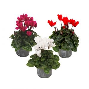 Image de Cyclamen Persicum - Mix de 3 - Plantes d'intérieur - Pot 9cm - Hauteur 10-20cm
