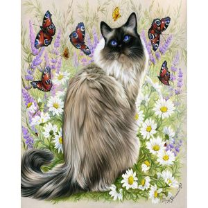 Peinture au num&eacute;ro : D&eacute;couverte des papillons - toile tendue sur ch&acirc;ssis