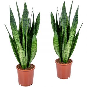Sansevi&egrave;re - Sansevieria XL 'Zeylanica' lot de 2 - Plante d'int&eacute;rieur et pot de culture ?17 cm - ?65 cm
