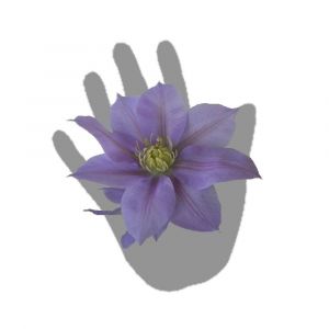 Clématite Bernardine 'Evipo061'/Pot de 3L - Echelle bambou 60/120 cm