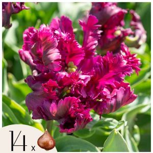 Tulipe - Set de 14 - Tulipa 'Parrot Negrita' - Bulbes à fleurs - Violet