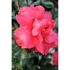 Cam&eacute;lia 'holly bright' taille du pot -