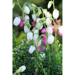 Bruy&egrave;re d'irlande 'alberta white' taill