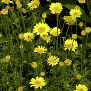 Arborix - 6 x Œil de bœuf - godet 9cm x 9cm