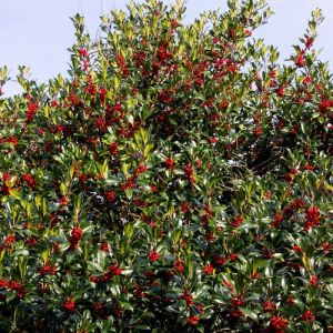 Houx commun Alaska/Pot de 7,5L - 60/80 cm