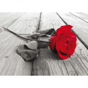 Image de AG Red rose, photo murale intissée, 160x110 cm, 1 part ART