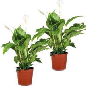 Bloomique - 2x Spathiphyllum 'Bingo Cupido' - Plante cuillère - Purificateur d'air – ?17 cm - ?65-75 cm - White