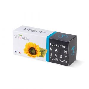 Veritable Lingot Tournesol nain - Recharge prête à l'emploi