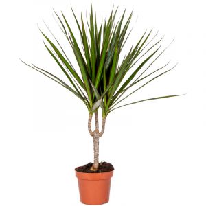 Bloomique - Dracaena Marginata - Plante d'intérieur et pot de pépinière ?12 cm - ?35-45 cm