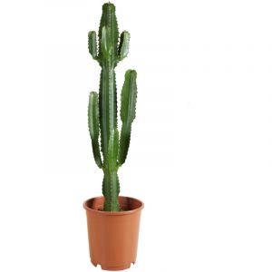 1x WL Euphorbia Acruensis P24H100