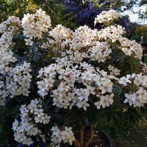 Oranger du Mexique Greenfingers 'Lissfing'/Pot de 3L - 40/60 cm