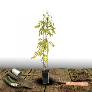Glycine de Chine sinensis var. Alba/Pot de 3L - Echelle bambou 60/120 cm