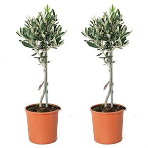 2x Olea europaea - Olivier sur tronc - Arbre méditerranéen - Rustique – D14 cm - H40-50 cm