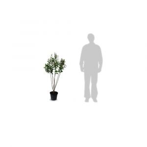Lilas commun vulgaris Souvenir de Louis Spaëth/Pot de 5L - 40/60 cm